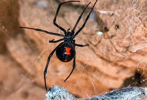 Dark Widow Spider.Most Venomous Insects in the World