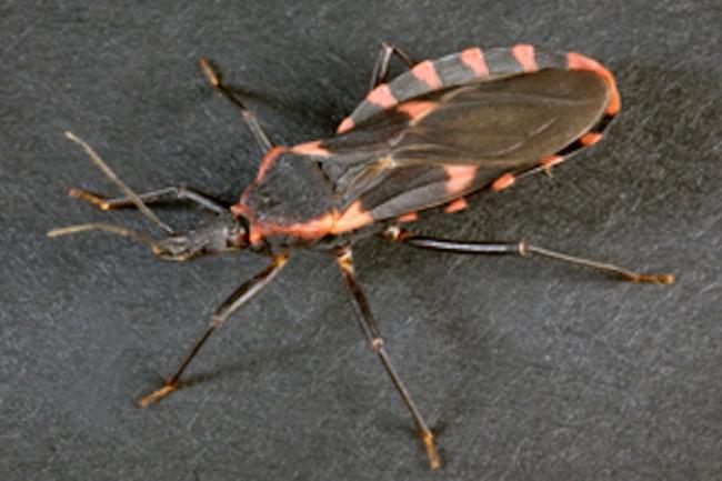 Kissing Bug.Most Venomous Insects in the World