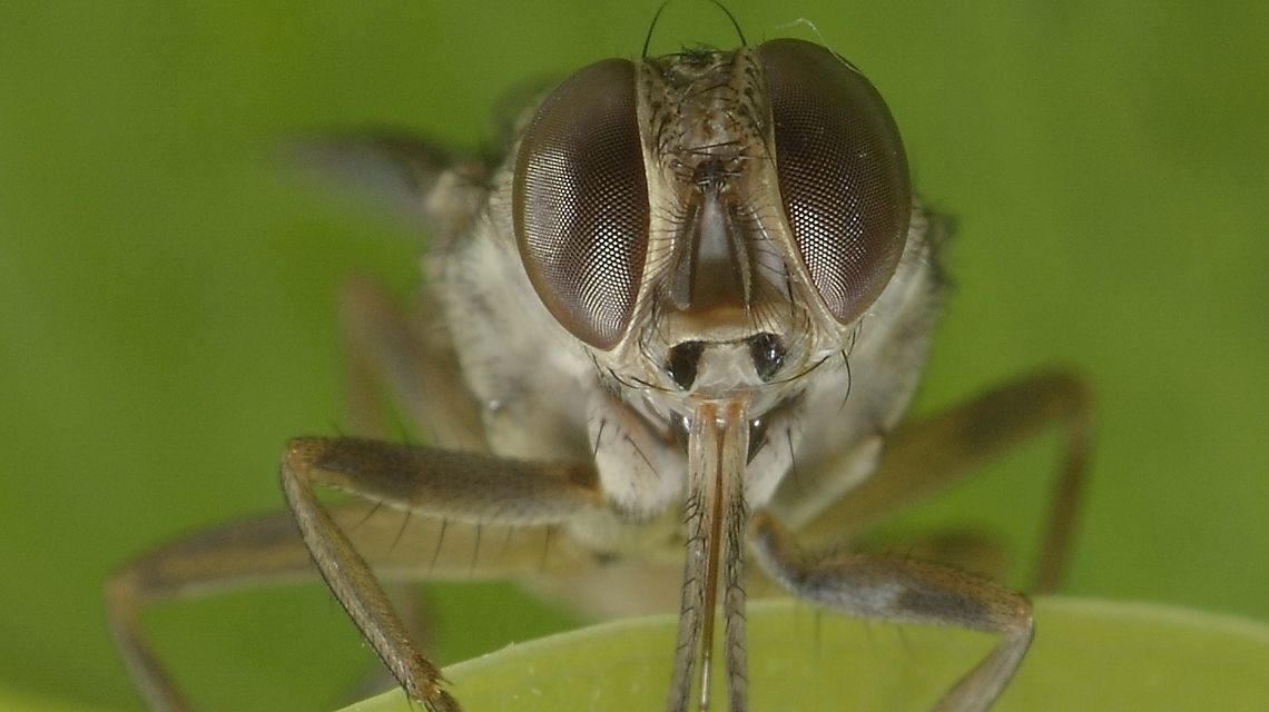 Tsetse Fly.Most Venomous Insects in the World