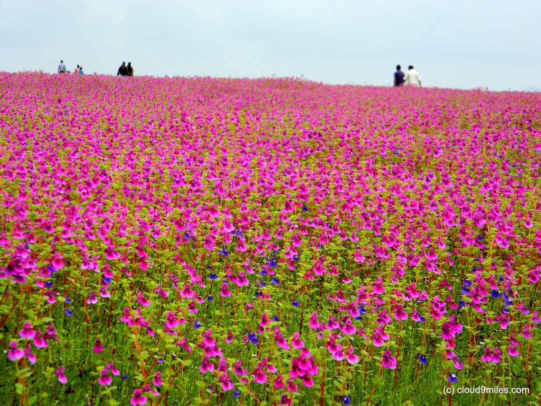 Best Monsoon Destinations to Visit in India-Kaas Plateau, Maharastra