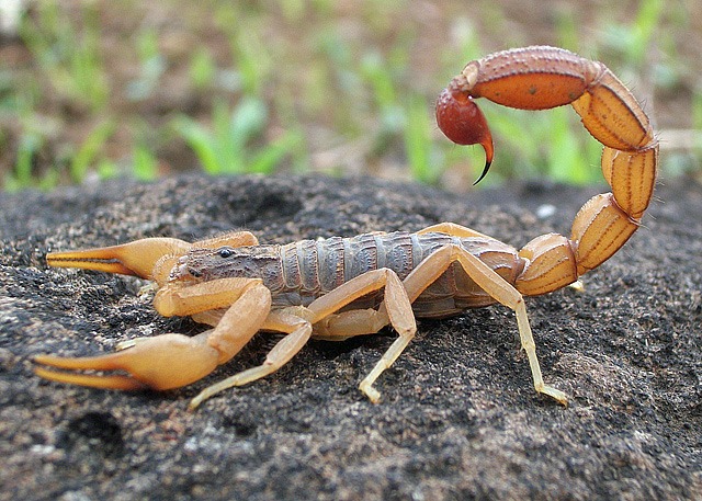 Indian Red Scorpion.Most Venomous Insects in the World
