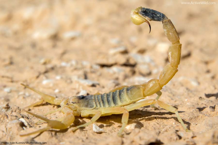 Deathstalker Scorpion. Most Venomous Insects in the World