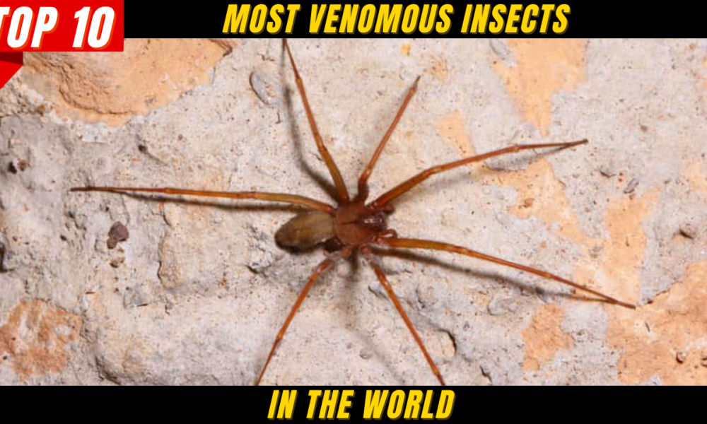 top-10-most-venomous-insects-in-the-world-in-2022