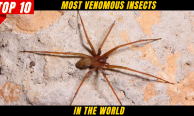 Top 10 Most Venomous Insects in the World