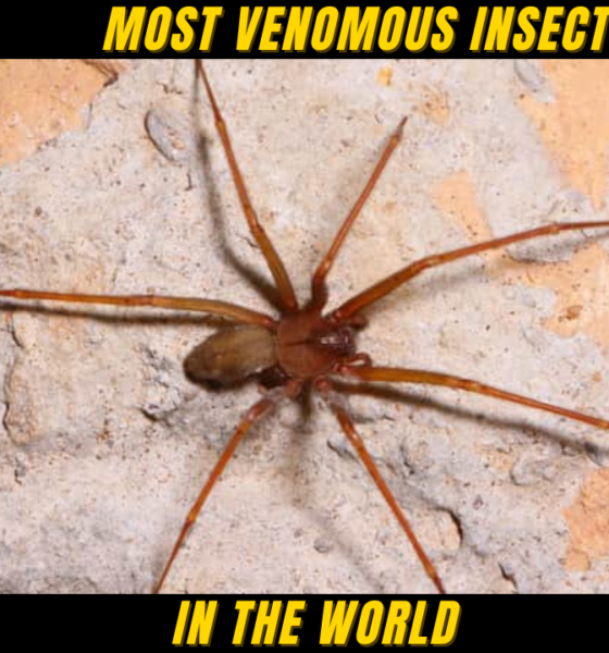Top 10 Most Venomous Insects in the World