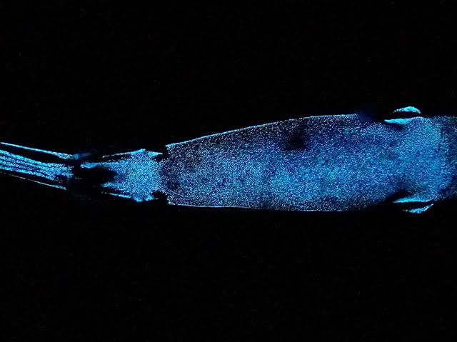 Bioluminescent Sharks Use Light to Camouflage Themselves-Bizarre and Unexpected Forms of Camouflage