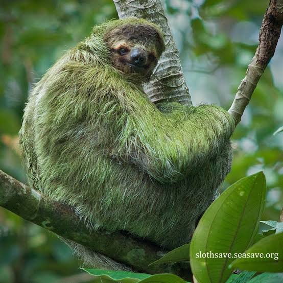 Sloths are Camouflaged by Symbiotic Algae- Bizarre and Unexpected Forms of Camouflage