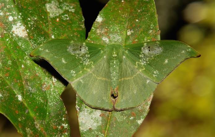Plants Can Use Odor Camouflage to Trick Insects-Bizarre and Unexpected Forms of Camouflage