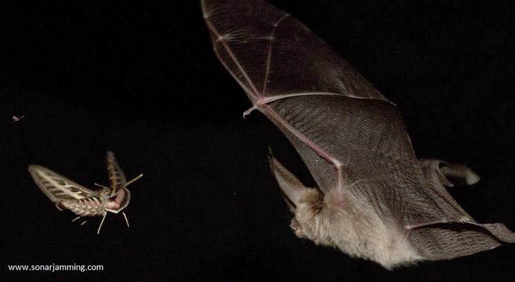 Stealth Moths Prevent Bat’s Echolocation- Bizarre and Unexpected Forms of Camouflage