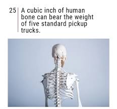 A cubic inch of human bone can bear the heaviness of five standard pickup trucks.- Random And Useless Facts