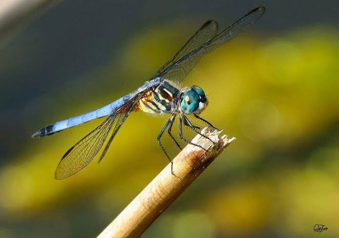 Dragonflies have six legs yet can't walk.- Random And Useless Facts