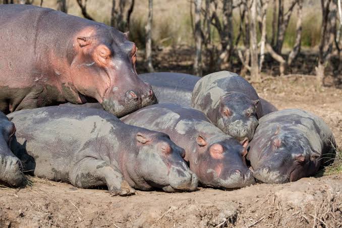 A gathering of hippos is known as a "bulge."- Random And Useless Facts