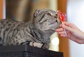 Cats can't taste sweet things in light of a hereditary deformity.- Random And Useless Facts