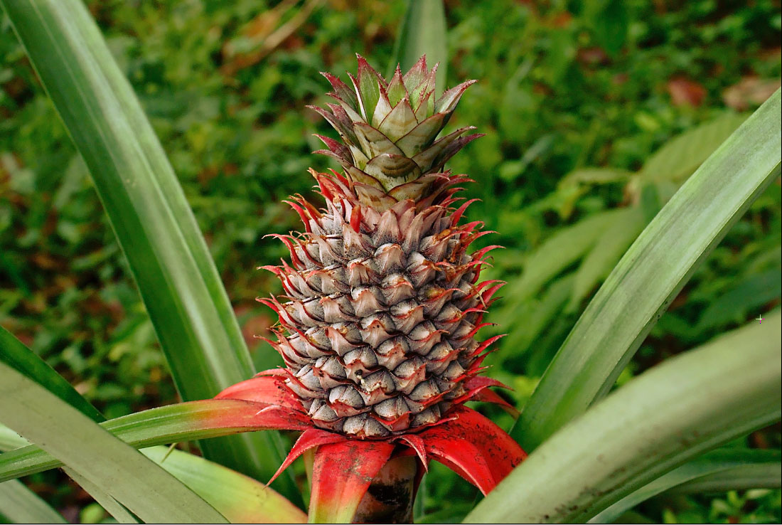 Healthiest Fruits for Weight Loss-Pineapple