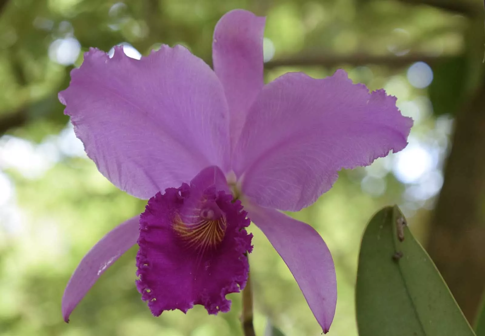 Surprising Facts About Colombia-Colombia Has More Than 4,000 Species Of Orchids