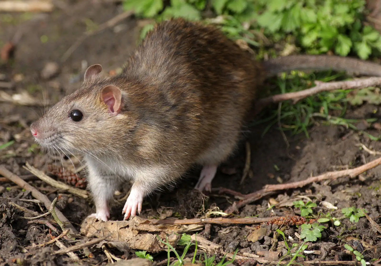 Smartest Animals in the World-Rat