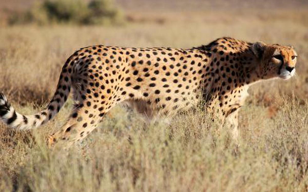 Interesting Facts About Cheetahs (With Pictures)-Cheetahs are the quickest land creature on the planet.