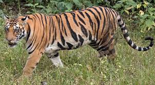 Interesting Facts About Tigers for kids (Shock)-Tigers are the biggest among other wild felines