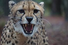 Interesting Facts About Cheetahs (With Pictures)-Cheetahs are the quickest land creature on the planet.