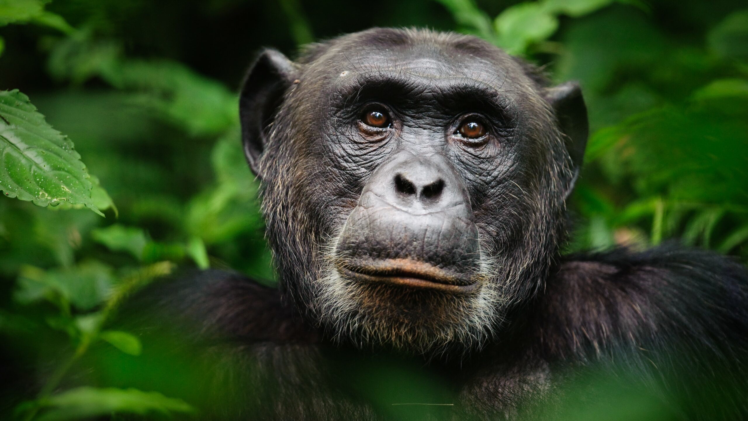 Smartest Animals in the World--Chimpanzee