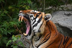 Interesting Facts About Tigers for kids (Shock)-Tiger whelps are conceived visually impaired and just 50% of the fledglings make due