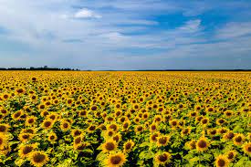 Surprising Facts About Ukraine-Ukraine Is World's Largest Sunflower Seed Producer