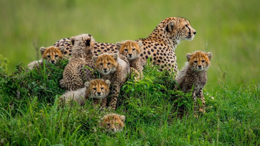 Interesting Facts About Cheetahs (With Pictures)-Cheetahs are the quickest land creature on the planet.