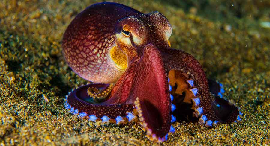 Smartest Animals in the World-Octopus