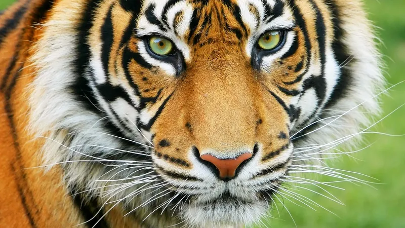 Interesting Facts About Tigers for kids (Shock)-Tigers can mate with other enormous felines