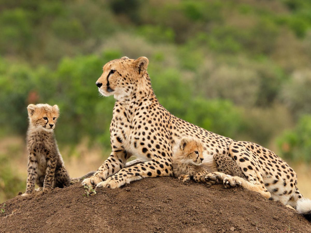 Interesting Facts About Cheetahs (With Pictures)-Cheetahs are the quickest land creature on the planet.