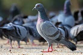 Smartest Animals in the World-Pigeon