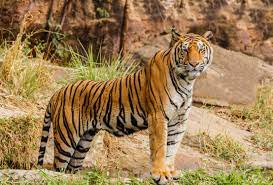 Interesting Facts About Tigers for kids (Shock)-Tigers can run at north of 60 kilometer/hour