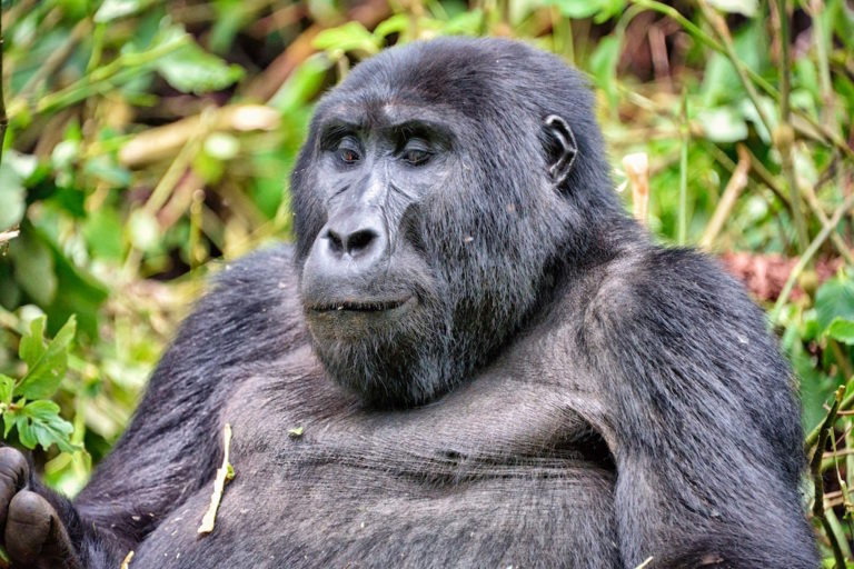 Surprising Facts About Uganda-Uganda Is Known For Its Birds And Gorillas