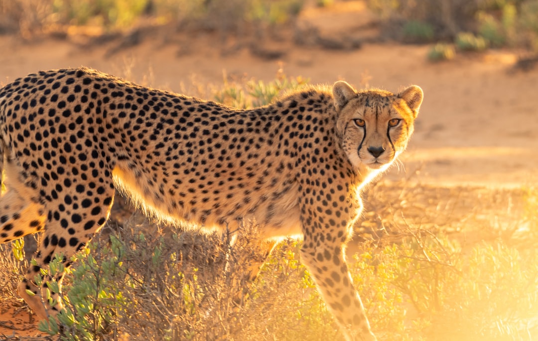 Interesting Facts About Cheetahs (With Pictures)-Cheetahs are the quickest land creature on the planet.