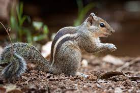 Smartest Animals in the World-Squirrel