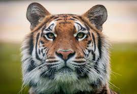 Interesting Facts About Tigers for kids (Shock)-Tigers live for around 25 years