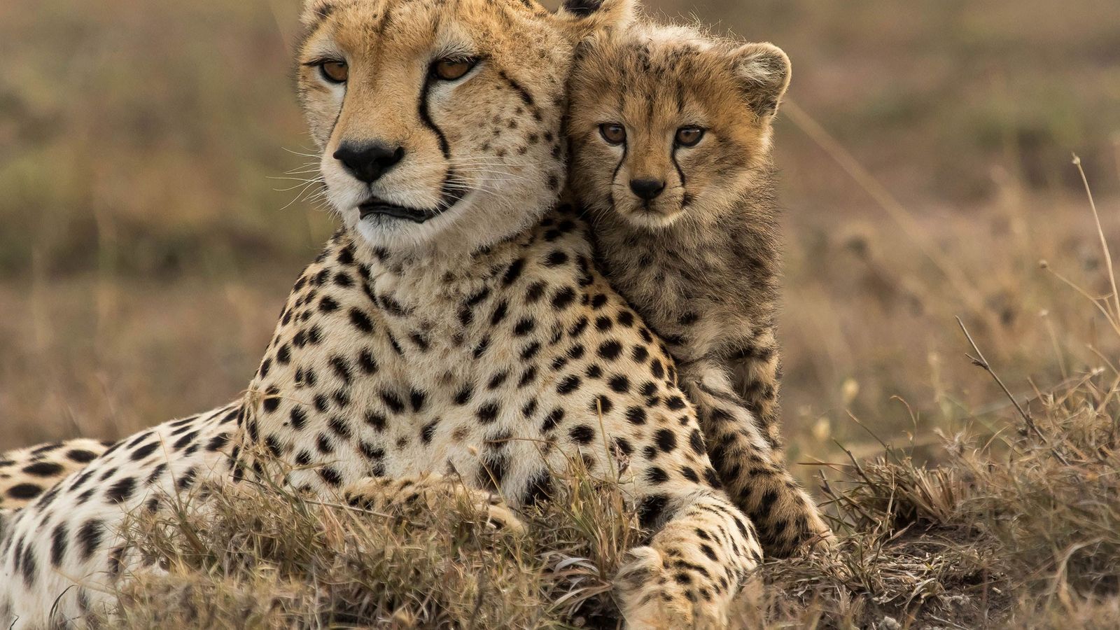 Interesting Facts About Cheetahs (With Pictures)-Cheetahs are the quickest land creature on the planet.