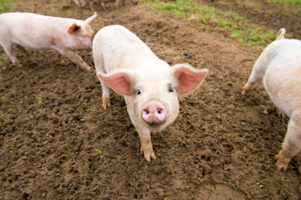 Smartest Animals in the World-Pig