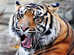 Interesting Facts About Tigers for kids (Shock)-A gathering of Tigers are called a snare or streak