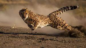 Interesting Facts About Cheetahs (With Pictures)-Cheetahs are the quickest land creature on the planet.