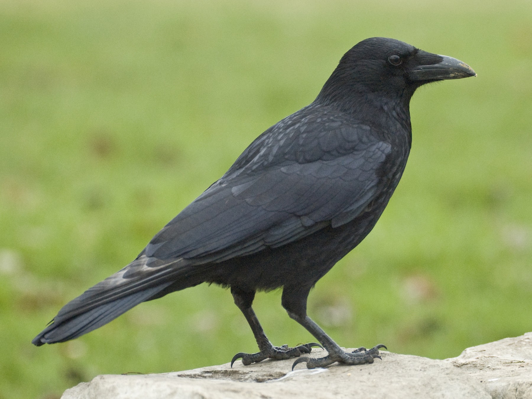 Smartest Animals in the World-Crow