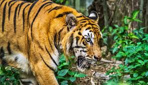 Interesting Facts About Tigers for kids (Shock)-Tigers have sterile spit