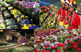 surprising facts about sikkim-Worldwide Flower Festival