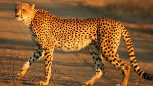 Interesting Facts About Cheetahs (With Pictures)-Cheetahs are the quickest land creature on the planet.