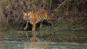 Interesting Facts About Tigers for kids (Shock)-Tigers love to swim and play in the water