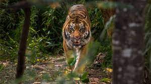 Interesting Facts About Tigers for kids (Shock)-Tigers are nighttime creatures