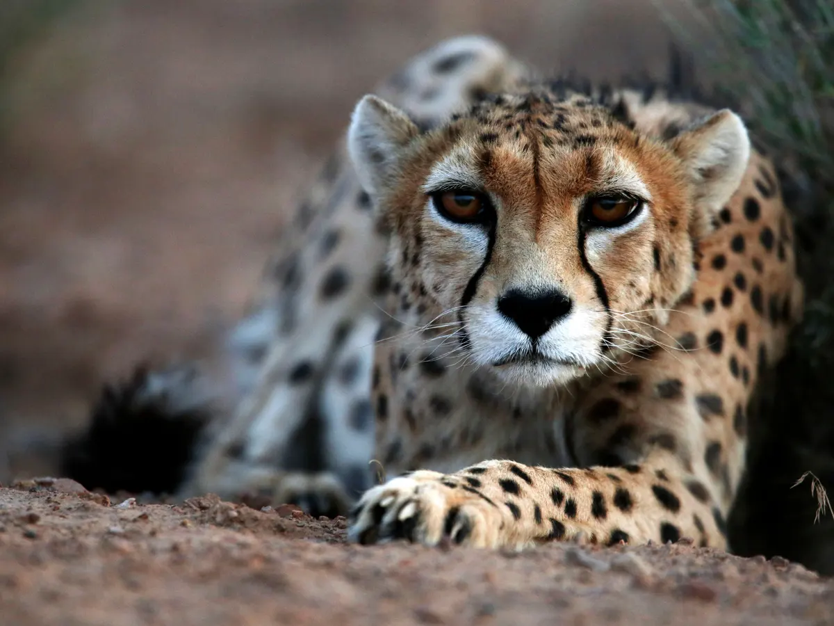 Interesting Facts About Cheetahs (With Pictures)-Cheetahs are the quickest land creature on the planet.