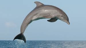 Smartest Animals in the World-Dolphin