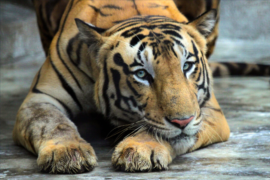 Interesting Facts About Tigers for kids (Shock)-A punch from a Tiger might kill you