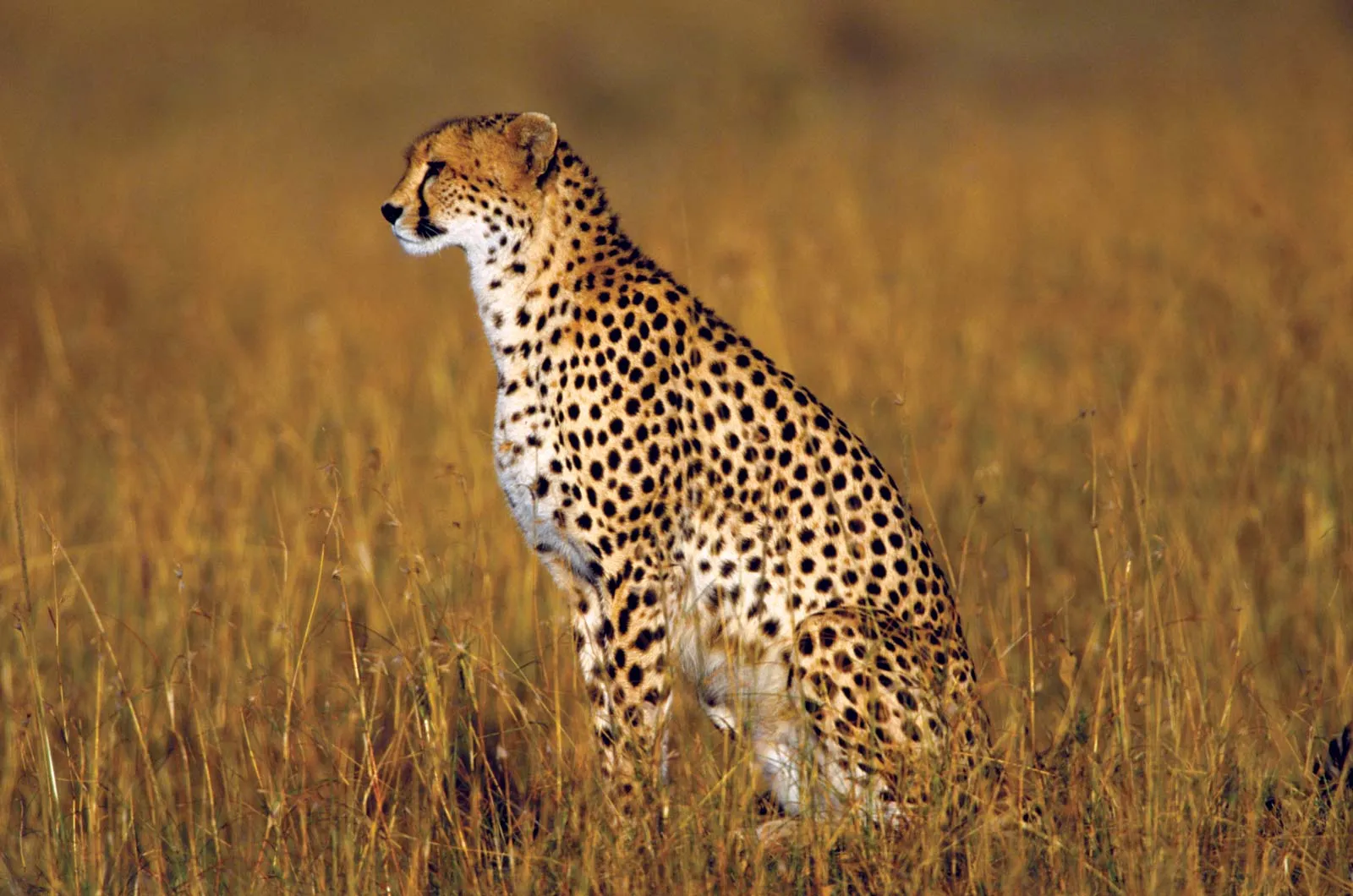 Interesting Facts About Cheetahs (With Pictures)-Cheetahs are the quickest land creature on the planet.